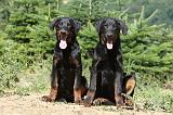 BEAUCERON - PUPPIES 107